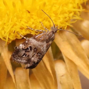 Tebenna micalis at Pomaderris Nature Reserve - 12 Nov 2023 12:46 PM