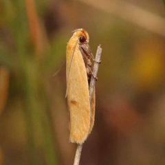 Plectobela undescribed species (A concealer moth (Wingia group)) at Pomaderris Nature Reserve - 12 Nov 2023 by ConBoekel