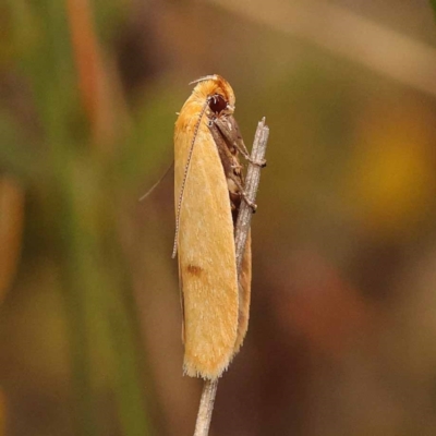 Plectobela undescribed species (A concealer moth (Wingia group)) at Pomaderris Nature Reserve - 12 Nov 2023 by ConBoekel