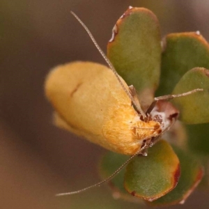 Plectobela undescribed species at Pomaderris Nature Reserve - 12 Nov 2023