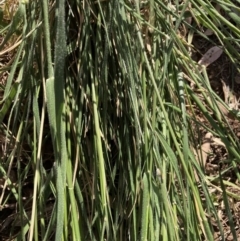 Nassella neesiana (Chilean Needlegrass) at Hackett, ACT - 15 Nov 2023 by waltraud