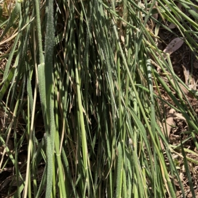 Nassella neesiana (Chilean Needlegrass) at Mount Majura - 15 Nov 2023 by waltraud