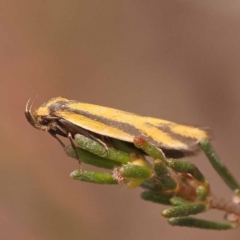 Poliorhabda auriceps (A Concealer moth (Wingia Group)) at Gundary, NSW - 12 Nov 2023 by ConBoekel