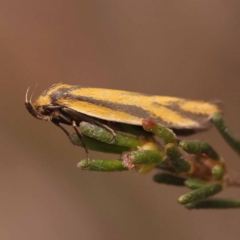 Poliorhabda auriceps at Pomaderris Nature Reserve - 12 Nov 2023