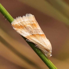 Eublemma inconspicua (Inconspicuous Eublemma) at Pomaderris Nature Reserve - 12 Nov 2023 by ConBoekel