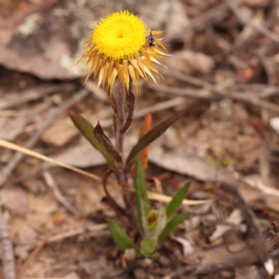 Coronidium oxylepis subsp. lanatum (Woolly Pointed Everlasting) at Pomaderris Nature Reserve - 12 Nov 2023 by ConBoekel