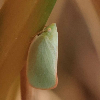 Siphanta acuta (Green planthopper, Torpedo bug) at Gundary, NSW - 12 Nov 2023 by ConBoekel