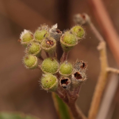 Pomaderris delicata at Gundary, NSW - 12 Nov 2023 by ConBoekel