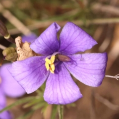 Cheiranthera linearis (Finger Flower) at Gundary, NSW - 12 Nov 2023 by ConBoekel