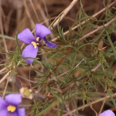 Cheiranthera linearis at Pomaderris Nature Reserve - 12 Nov 2023 12:00 PM