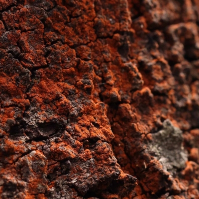 Unidentified Lichen at Gundary, NSW - 12 Nov 2023 by ConBoekel