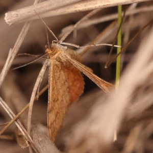 Scopula rubraria at Pomaderris Nature Reserve - 12 Nov 2023