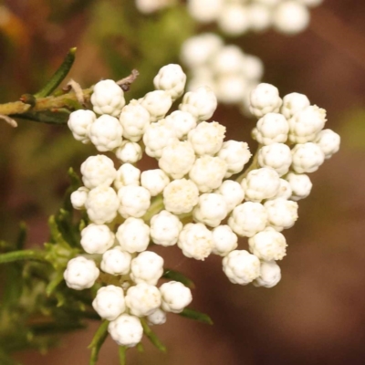 Ozothamnus diosmifolius (Rice Flower, White Dogwood, Sago Bush) at Pomaderris Nature Reserve - 12 Nov 2023 by ConBoekel