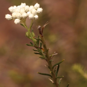 Ozothamnus diosmifolius at Pomaderris Nature Reserve - 12 Nov 2023 12:18 PM