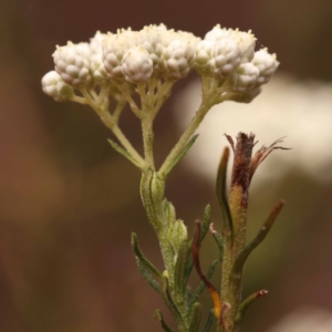 Ozothamnus diosmifolius at Pomaderris Nature Reserve - 12 Nov 2023 12:18 PM