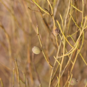 Choretrum candollei at Pomaderris Nature Reserve - 12 Nov 2023 11:53 AM