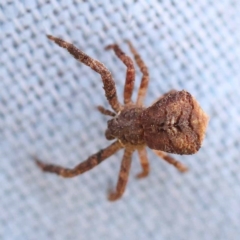 Thomisidae (family) (Unidentified Crab spider or Flower spider) at Pomaderris Nature Reserve - 12 Nov 2023 by ConBoekel