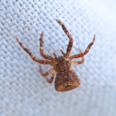 Thomisidae (family) at Pomaderris Nature Reserve - 12 Nov 2023 01:23 PM