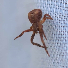 Thomisidae (family) at Pomaderris Nature Reserve - 12 Nov 2023 01:23 PM