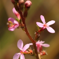 Stylidium graminifolium (Grass Triggerplant) at Pomaderris Nature Reserve - 12 Nov 2023 by ConBoekel