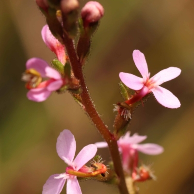 Stylidium graminifolium (grass triggerplant) at Pomaderris Nature Reserve - 12 Nov 2023 by ConBoekel