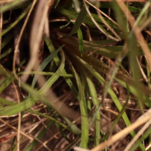 Stylidium graminifolium at Pomaderris Nature Reserve - 12 Nov 2023