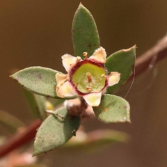 Gaudium multicaule (Teatree) at Gundary, NSW - 12 Nov 2023 by ConBoekel