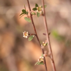 Gaudium multicaule at Pomaderris Nature Reserve - 12 Nov 2023