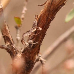 Gaudium multicaule at Pomaderris Nature Reserve - 12 Nov 2023 12:07 PM