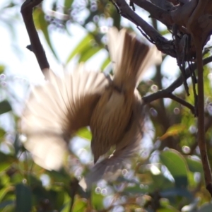 Pachycephala rufiventris at Woodlands - 10 Nov 2023