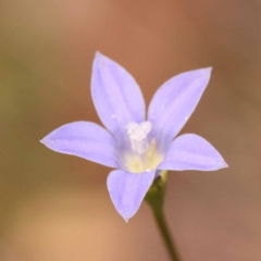 Wahlenbergia sp. (Bluebell) at Pomaderris Nature Reserve - 12 Nov 2023 by ConBoekel
