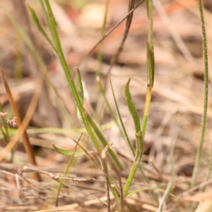 Wahlenbergia sp. at Pomaderris Nature Reserve - 12 Nov 2023