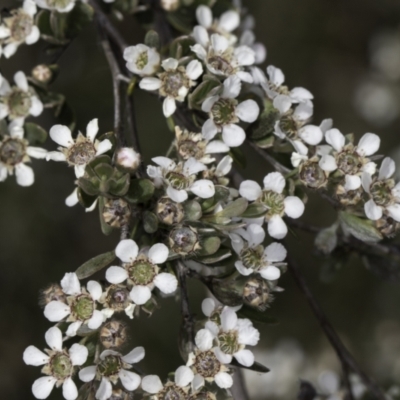 Gaudium brevipes (Grey Tea-tree) at Croke Place Grassland (CPG) - 14 Nov 2023 by kasiaaus