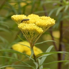 Cassinia aureonitens (Yellow Cassinia) at Woodlands, NSW - 10 Nov 2023 by Curiosity