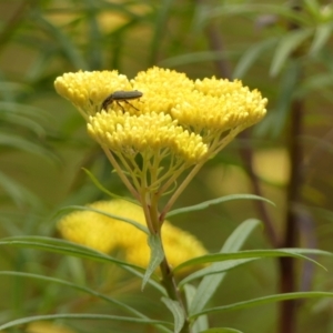 Cassinia aureonitens at Wingecarribee Local Government Area - suppressed