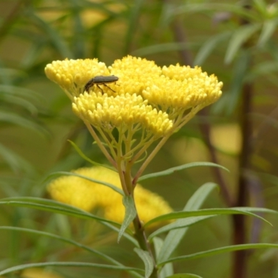 Cassinia aureonitens (Yellow Cassinia) at Woodlands - 10 Nov 2023 by Curiosity