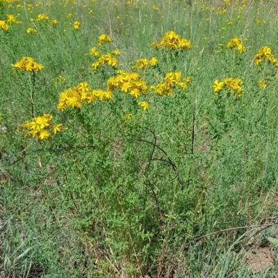Hypericum perforatum (St John's Wort) at Croke Place Grassland (CPG) - 14 Nov 2023 by kasiaaus