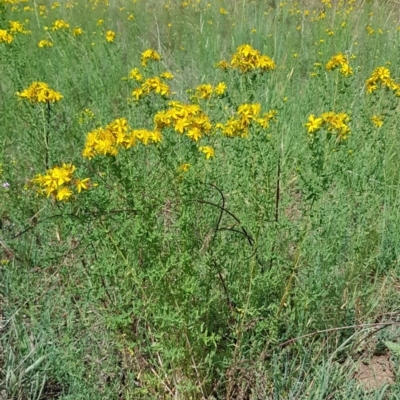 Hypericum perforatum (St John's Wort) at McKellar, ACT - 13 Nov 2023 by kasiaaus