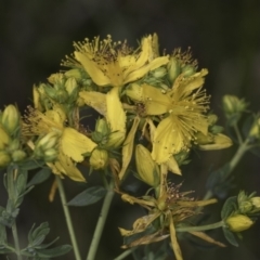 Hypericum perforatum at Croke Place Grassland (CPG) - 14 Nov 2023 10:42 AM