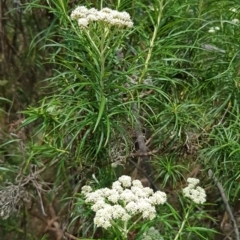 Cassinia longifolia (Shiny Cassinia, Cauliflower Bush) at McKellar, ACT - 13 Nov 2023 by kasiaaus