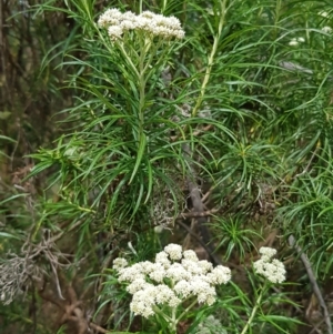 Cassinia longifolia at Croke Place Grassland (CPG) - 14 Nov 2023 10:43 AM