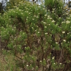 Cassinia longifolia at Croke Place Grassland (CPG) - 14 Nov 2023