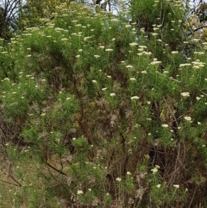 Cassinia longifolia at Croke Place Grassland (CPG) - 14 Nov 2023 10:43 AM