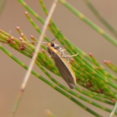 Palaeosia bicosta (Two-ribbed Footman) at Woodlands, NSW - 10 Nov 2023 by Curiosity