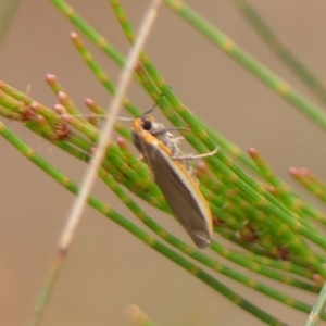 Palaeosia bicosta at Woodlands - 10 Nov 2023