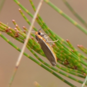 Palaeosia bicosta at Woodlands - 10 Nov 2023 11:57 AM