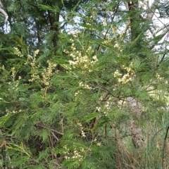 Acacia mearnsii (Black Wattle) at Croke Place Grassland (CPG) - 13 Nov 2023 by kasiaaus