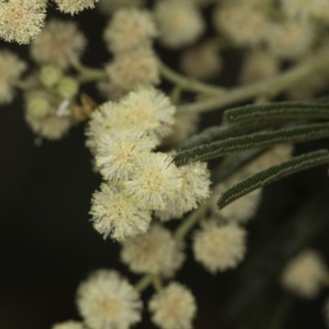 Acacia mearnsii at Croke Place Grassland (CPG) - 14 Nov 2023