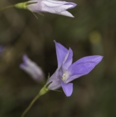 Wahlenbergia capillaris (Tufted Bluebell) at McKellar, ACT - 13 Nov 2023 by kasiaaus