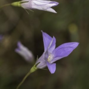 Wahlenbergia capillaris at Croke Place Grassland (CPG) - 14 Nov 2023